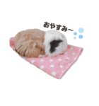 うさもる日常会話2（個別スタンプ：10）