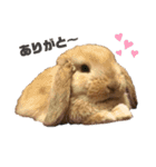 うさもる日常会話2（個別スタンプ：12）