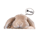 うさもる日常会話2（個別スタンプ：22）