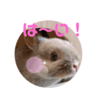 うさぎのごまちゃん和み編（個別スタンプ：1）