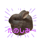 うさぎのごまちゃん和み編（個別スタンプ：3）