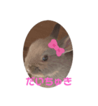 うさぎのごまちゃん和み編（個別スタンプ：5）