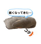 うさぎのごまちゃん和み編（個別スタンプ：7）