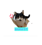 愛猫ラムスタンプ1（個別スタンプ：1）