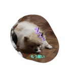 愛猫ラムスタンプ1（個別スタンプ：4）