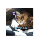 愛猫ラムスタンプ1（個別スタンプ：5）