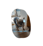 愛猫ラムスタンプ1（個別スタンプ：6）