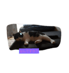 愛猫ラムスタンプ1（個別スタンプ：7）