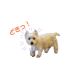 ウェスティみるきーちゃん③（個別スタンプ：1）