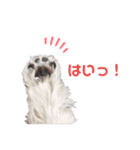 ウェスティみるきーちゃん③（個別スタンプ：4）