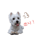 ウェスティみるきーちゃん③（個別スタンプ：5）