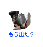 ペキニーズむさしのスタンプ（個別スタンプ：2）