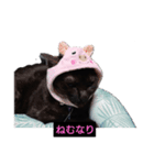 にゃんこ_クロとレイ（個別スタンプ：1）