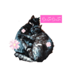 にゃんこ_クロとレイ（個別スタンプ：2）