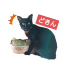にゃんこ_クロとレイ（個別スタンプ：4）
