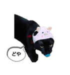 にゃんこ_クロとレイ（個別スタンプ：5）