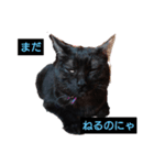 にゃんこ_クロとレイ（個別スタンプ：7）