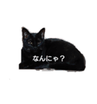 にゃんこ_クロとレイ（個別スタンプ：8）