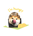 柴犬はなさく2（個別スタンプ：2）