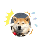 柴犬はなさく2（個別スタンプ：3）