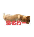 柴犬はなさく2（個別スタンプ：5）