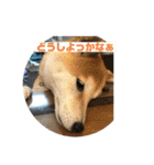 柴犬はなさく2（個別スタンプ：8）