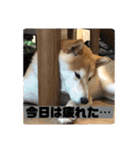 柴犬はなさく2（個別スタンプ：9）