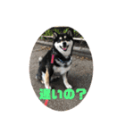 柴犬はなさく2（個別スタンプ：11）