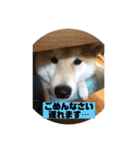柴犬はなさく2（個別スタンプ：12）