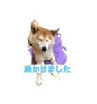 柴犬はなさく2（個別スタンプ：14）
