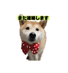 柴犬はなさく2（個別スタンプ：15）