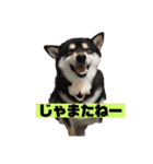 柴犬はなさく2（個別スタンプ：17）