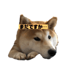 柴犬はなさく2（個別スタンプ：18）