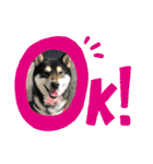 柴犬はなさく2（個別スタンプ：19）