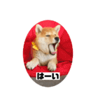 柴犬はなさく2（個別スタンプ：20）