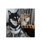柴犬はなさく2（個別スタンプ：21）