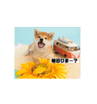 柴犬はなさく2（個別スタンプ：22）
