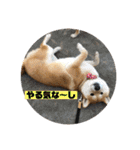 柴犬はなさく2（個別スタンプ：23）