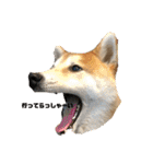 柴犬はなさく2（個別スタンプ：24）