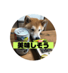 柴犬はなさく2（個別スタンプ：25）