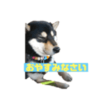 柴犬はなさく2（個別スタンプ：26）