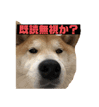 柴犬はなさく2（個別スタンプ：27）