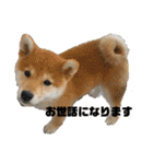 柴犬はなさく2（個別スタンプ：29）