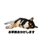 柴犬はなさく2（個別スタンプ：31）