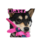柴犬はなさく2（個別スタンプ：32）