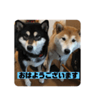 柴犬はなさく2（個別スタンプ：33）