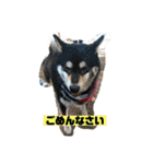 柴犬はなさく2（個別スタンプ：34）