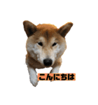 柴犬はなさく2（個別スタンプ：35）