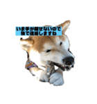 柴犬はなさく2（個別スタンプ：36）