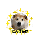 柴犬はなさく2（個別スタンプ：37）
